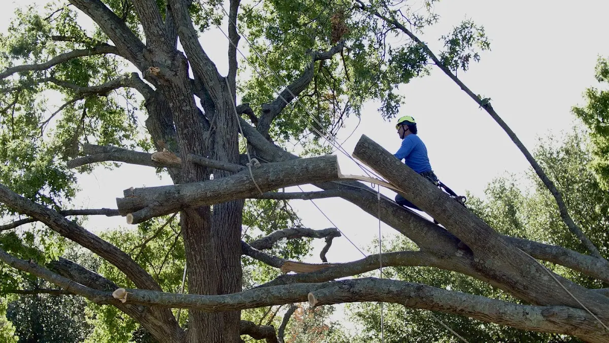 Professional Crown Thinning performed by certified arborists in Mars Hill